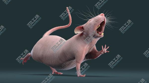 images/goods_img/20210312/Rat Hairless Rigged model/5.jpg